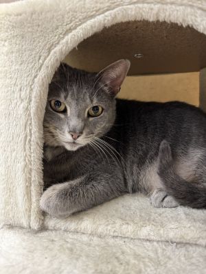 Meredith - ET (PetSmart Laurens Rd), Adult Female Domestic Short Hair