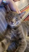 Meredith - ET (PetSmart Laurens Rd) photo 2
