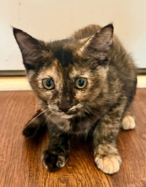 Tiger Lily, Baby Female Domestic Medium Hair