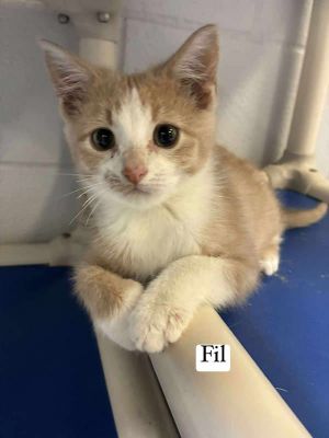 Fil, Baby Female Domestic Short Hair