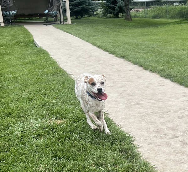 Bandit