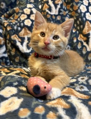 Flair, Baby Male Domestic Short Hair