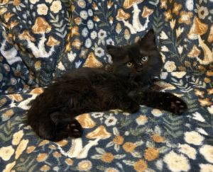 Grimlin, Baby Male Domestic Short Hair