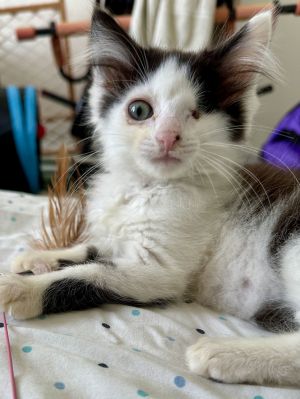 Elio, Baby Male Domestic Long Hair