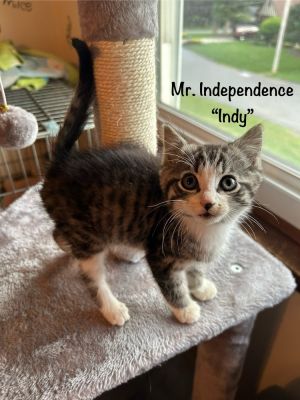 Mr. Independence Indy, Adult Male Domestic Short Hair