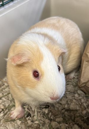 Butterscotch, Adult Female Guinea Pig