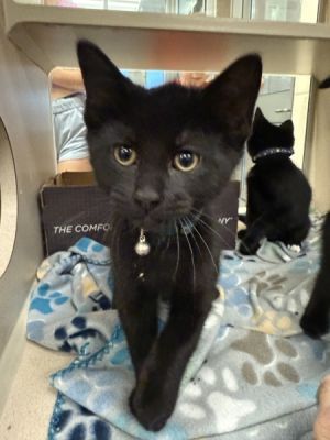 Ebony, Baby Male Domestic Short Hair