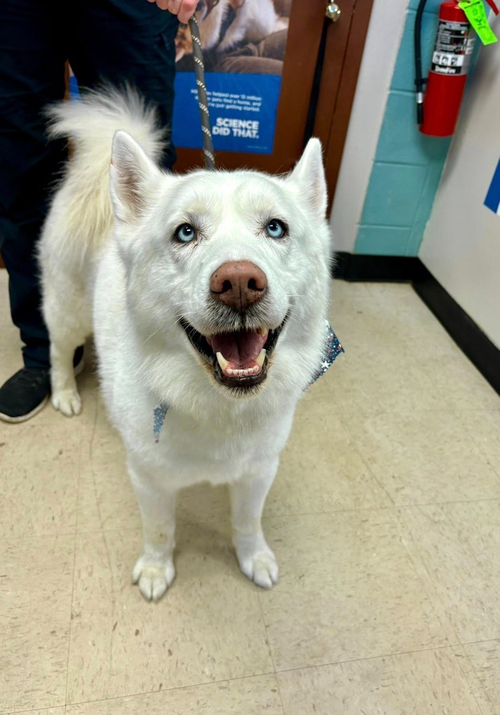 Timber, an adoptable Husky in Rock Springs, WY, 82901 | Photo Image 1