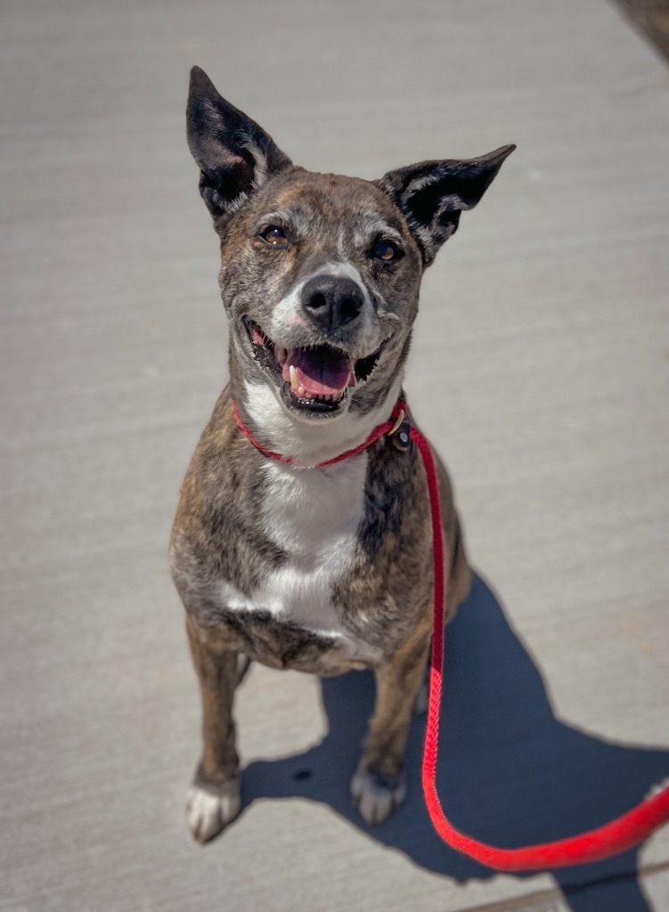 Tucker, an adoptable Mountain Cur in Rock Springs, WY, 82901 | Photo Image 1