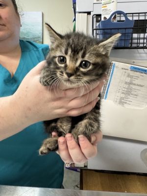 Primary Color Brown Tabby Weight 20625lbs Age 0yrs 0mths 9wks