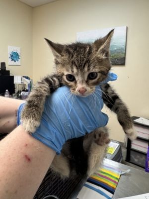 Primary Color Brown Tabby Secondary Color White Weight 225lbs Age 0yrs 0mths 9wks