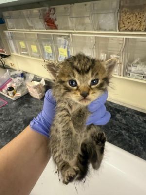 *BROWNIE, Baby Female Domestic Short Hair