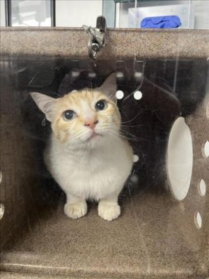 HENRY, Adult Male Domestic Short Hair