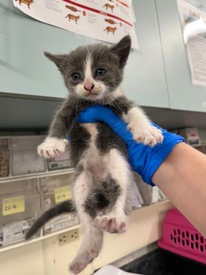 *T TOE, Baby Male Domestic Short Hair