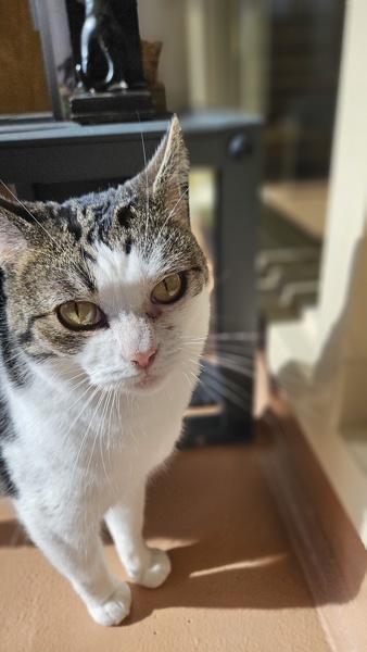 Mochi, an adoptable Domestic Short Hair in Kennewick, WA, 99336 | Photo Image 1
