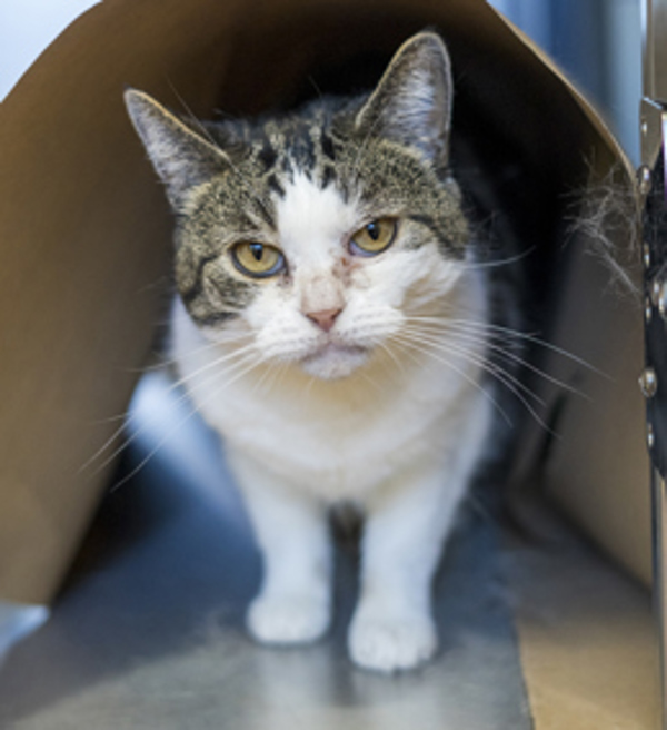 Mochi, an adoptable Domestic Short Hair in Kennewick, WA, 99336 | Photo Image 2