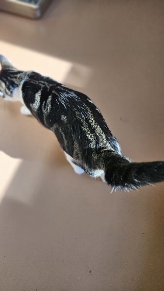 Mochi, an adoptable Domestic Short Hair in Kennewick, WA, 99336 | Photo Image 3