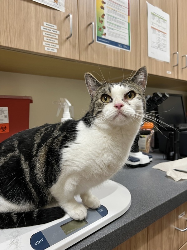 Mochi, an adoptable Domestic Short Hair in Kennewick, WA, 99336 | Photo Image 4