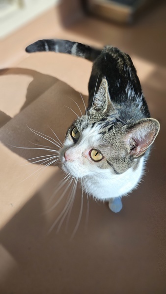 Mochi, an adoptable Domestic Short Hair in Kennewick, WA, 99336 | Photo Image 5