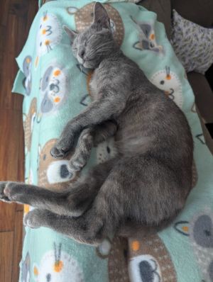 Stevie, Young Male Domestic Short Hair