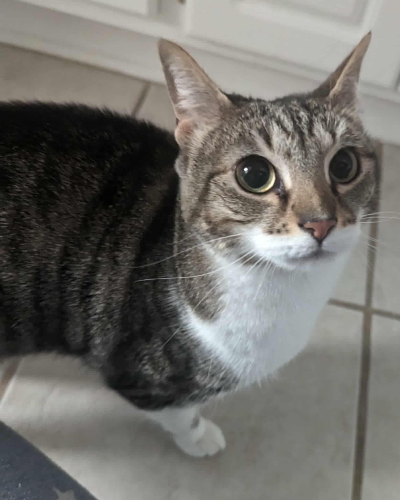 Tia