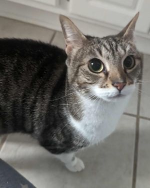Tia, Young Female Domestic Short Hair