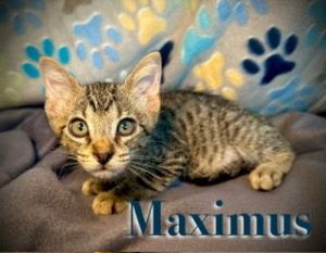 Maximus, Baby Male unknown