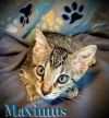 Maximus photo 2