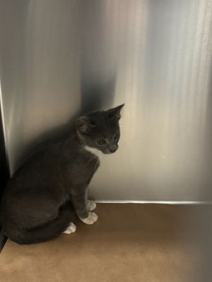 Inky, Baby Male Domestic Short Hair
