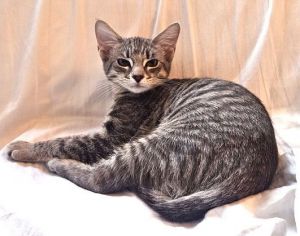 Kitten Vaporeon, Baby Female Domestic Short Hair
