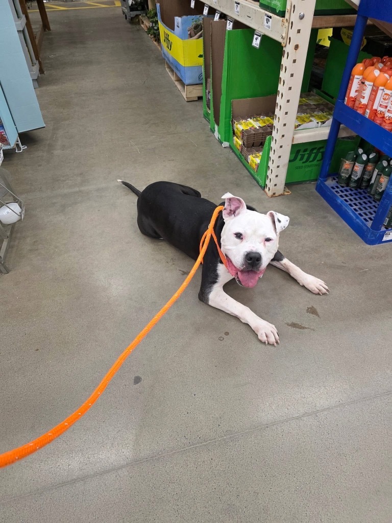 Walter