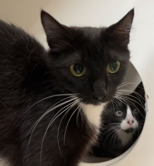Firefly (mcas), Adult Female Domestic Short Hair
