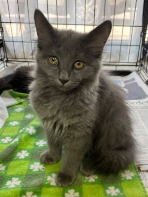 Cassiopeia, Young Female Domestic Long Hair