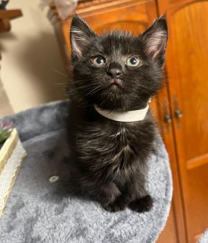Nacho, Baby Female Domestic Short Hair