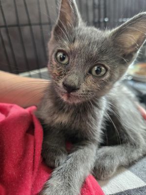 Missy Elliot, Baby Female Domestic Short Hair