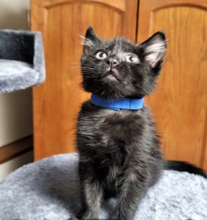 Taco, Baby Male Domestic Short Hair