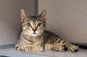 Mac, Baby Male Domestic Short Hair