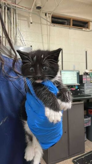 Hank, Baby Female Domestic Short Hair