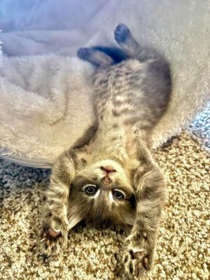 Nutty Buddy, Baby Male Domestic Short Hair