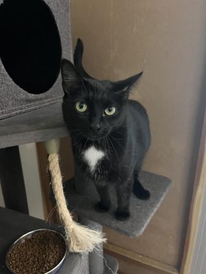 Okra, Adult Female Domestic Short Hair