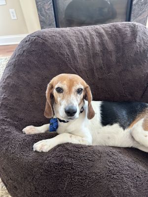 Lucy, Adult Female unknown