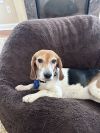 Lucy photo 1