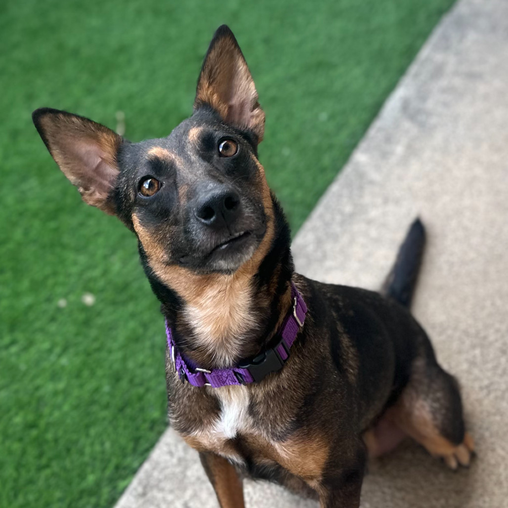 Chocolate, an adoptable Mixed Breed in Keaau, HI, 96749 | Photo Image 1