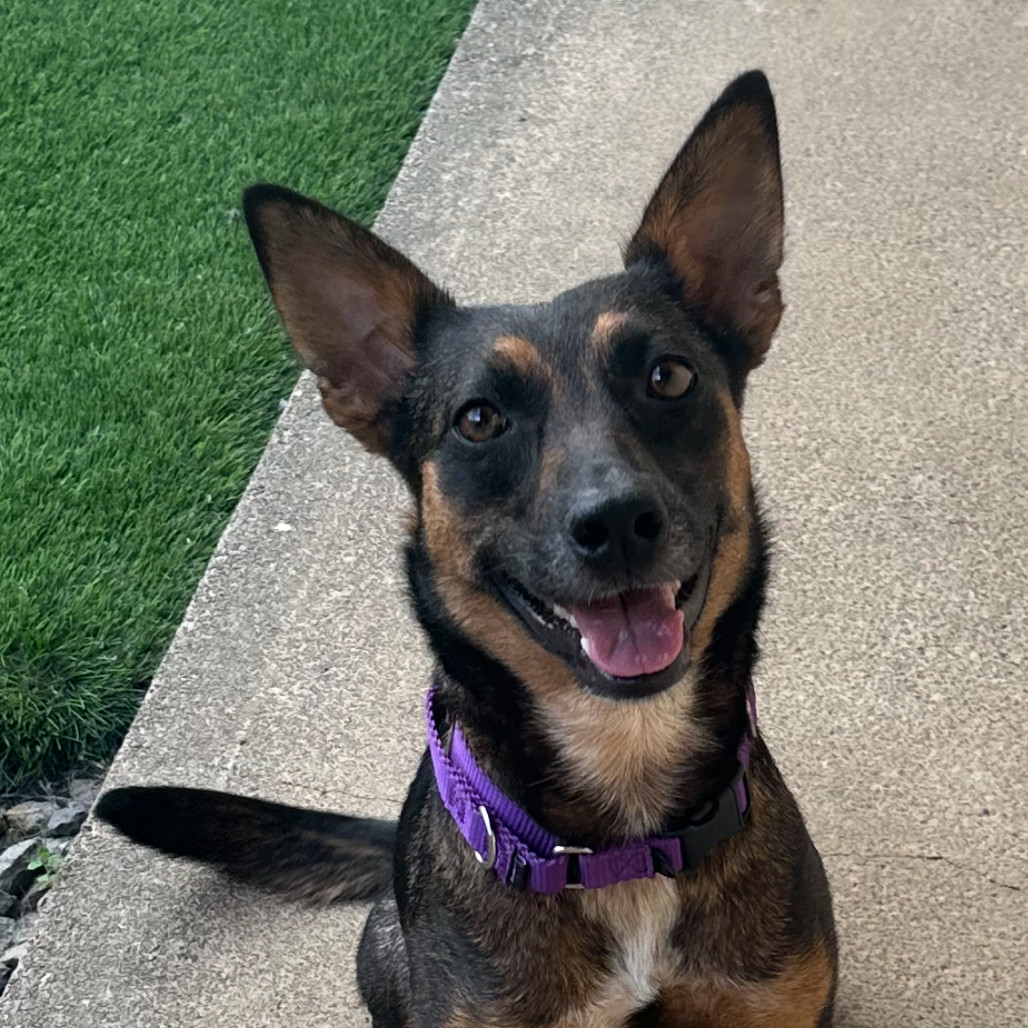 Chocolate (COH-A-64232), an adoptable Mixed Breed in Keaau, HI, 96749 | Photo Image 2