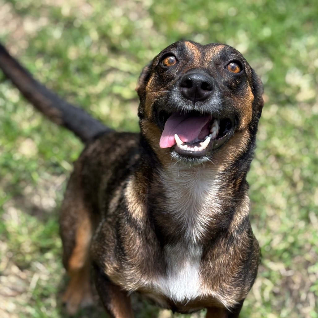 Chocolate, an adoptable Mixed Breed in Keaau, HI, 96749 | Photo Image 3