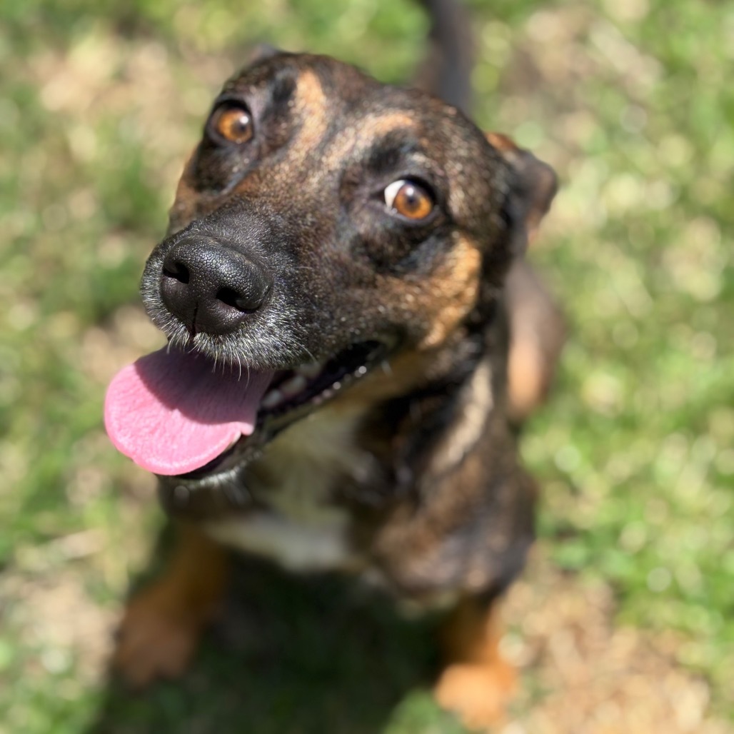 Chocolate (COH-A-64232), an adoptable Mixed Breed in Keaau, HI, 96749 | Photo Image 4