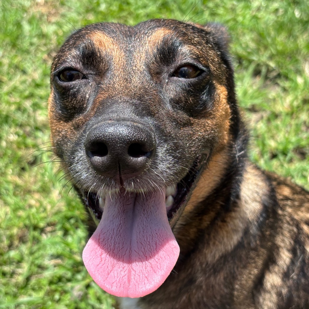 Chocolate (COH-A-64232), an adoptable Mixed Breed in Keaau, HI, 96749 | Photo Image 5