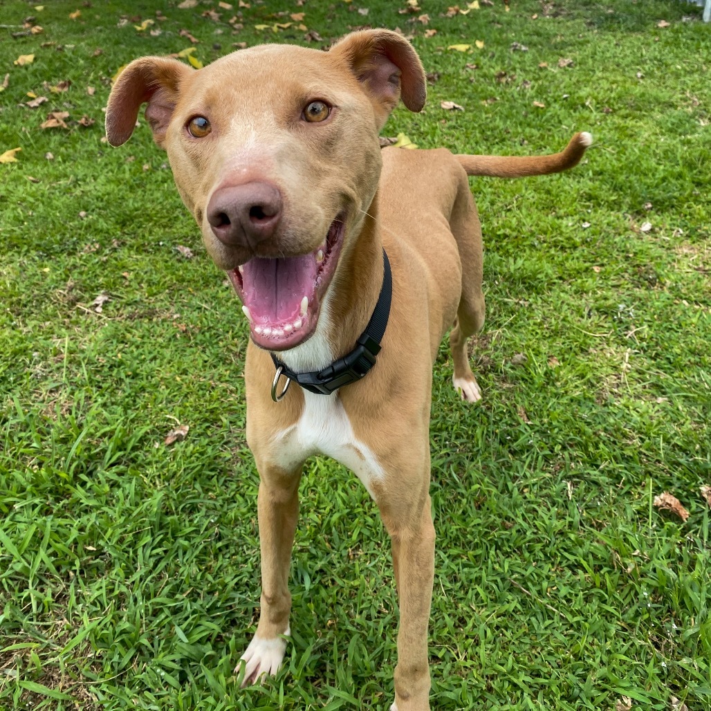 Titus (COH-A-64177), an adoptable Mixed Breed in Keaau, HI, 96749 | Photo Image 1