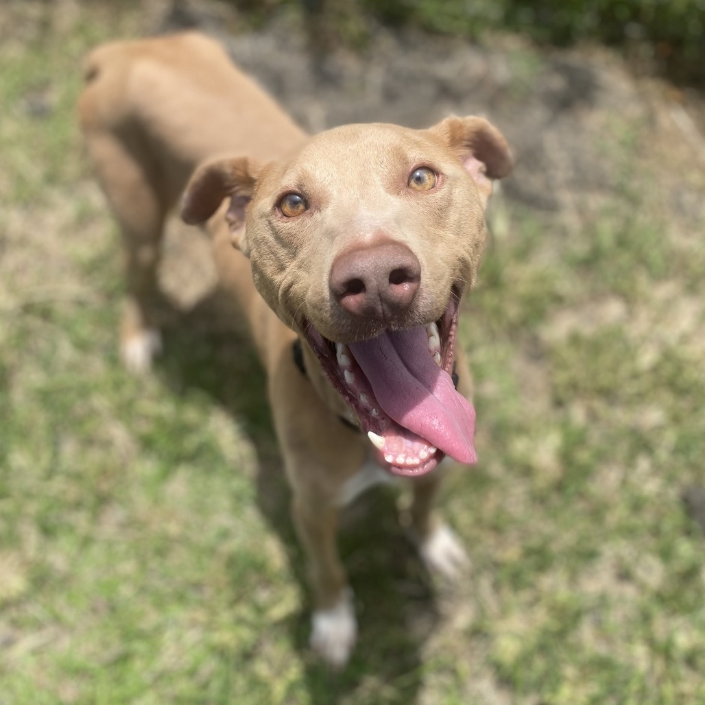 Titus (COH-A-64177), an adoptable Mixed Breed in Keaau, HI, 96749 | Photo Image 2