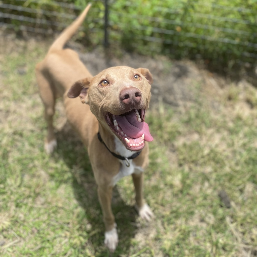 Titus (COH-A-64177), an adoptable Mixed Breed in Keaau, HI, 96749 | Photo Image 3